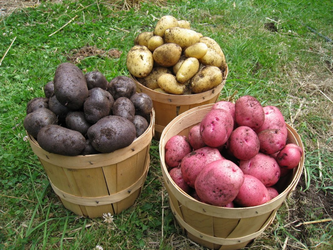 Как обрабатывается картофель перед посадкой