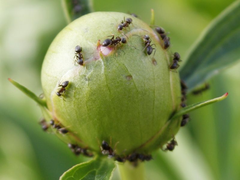 Что делать если появились муравьи на дачном участке