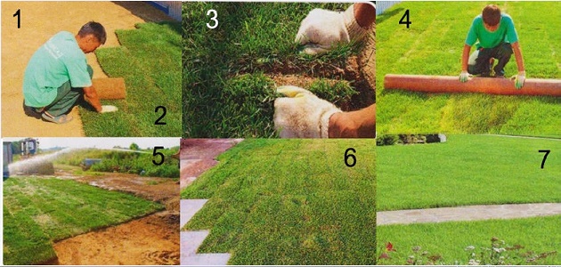 Как сделать газон на даче своими руками пошаговая инструкция с фото