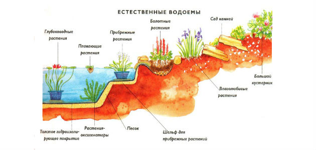 Дизайн садовых прудов