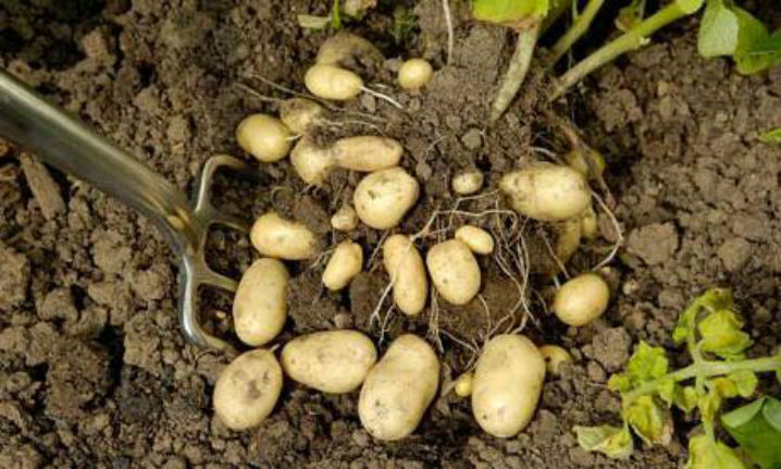 удобрение почвы для картофеля